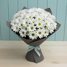 Букет цветов из:  Хризантемы #REPLACE_PRED# Шумячи